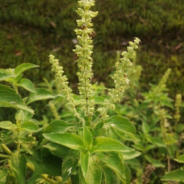 Ocimum gratissimum Flor