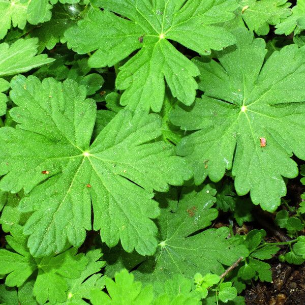 Geranium macrorrhizum Blatt