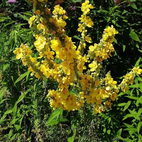 Verbascum densiflorum ശീലം