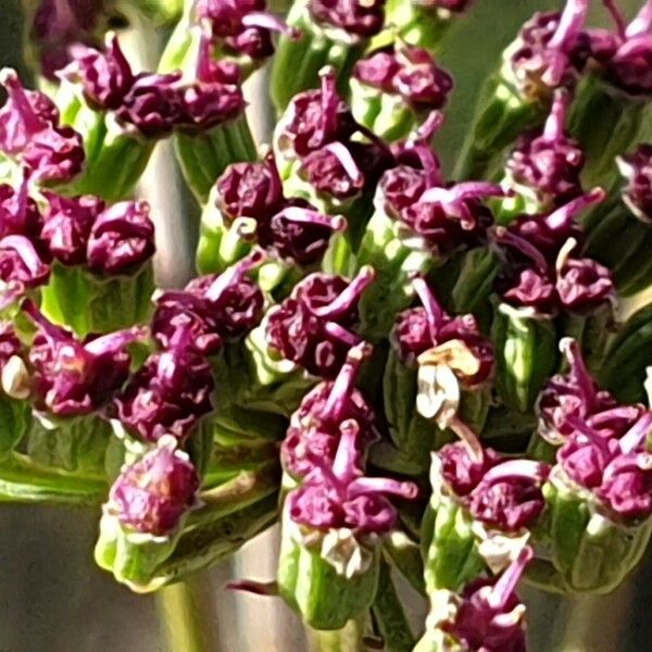 Seseli annuum Fruchs