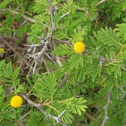 Vachellia tortuosa फूल