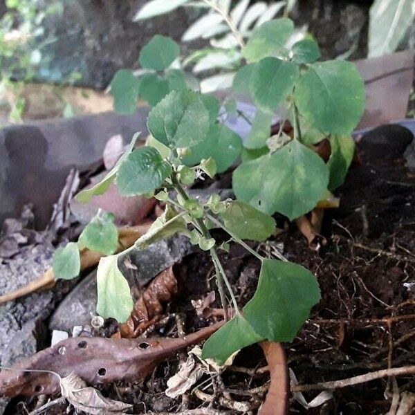 Acalypha indica Kvet