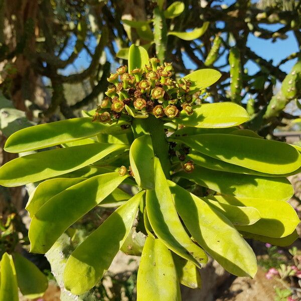 Euphorbia neriifolia Virág