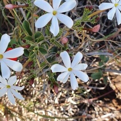 Jasminum fluminense പുഷ്പം