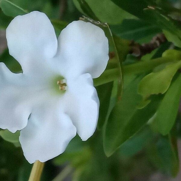 Brunfelsia uniflora Květ