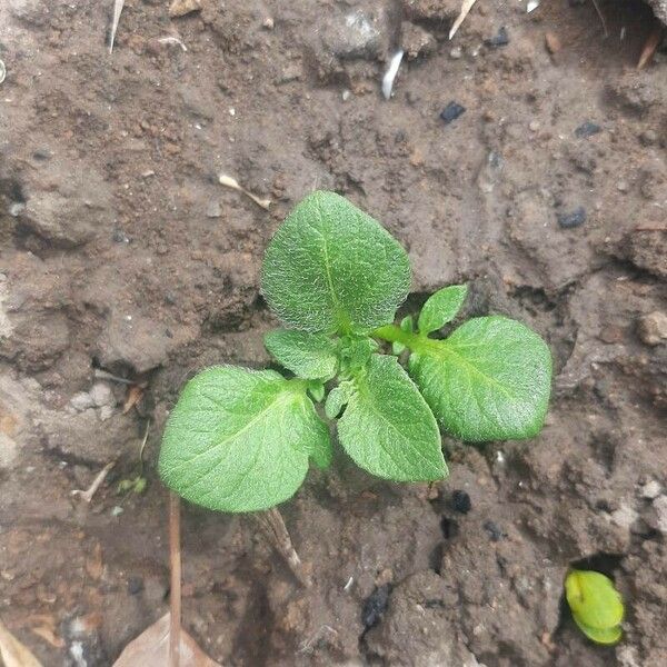 Solanum tuberosum Leaf