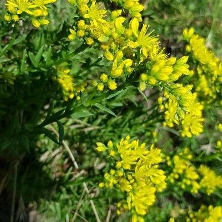 Sedum rupestre 花