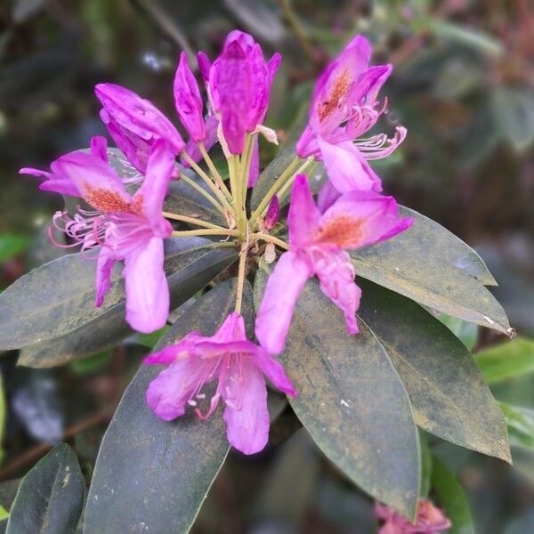 Rhododendron ponticum Lorea