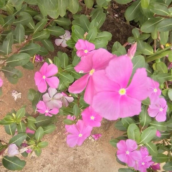 Catharanthus roseus Blüte