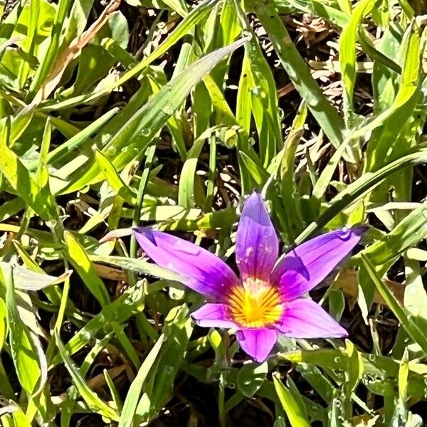 Romulea rosea Fiore