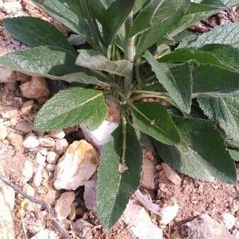 Verbascum boerhavii Liść