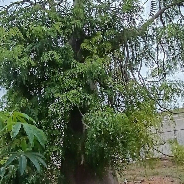 Moringa drouhardii Deilen