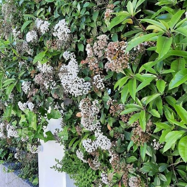 Ageratina altissima Habit