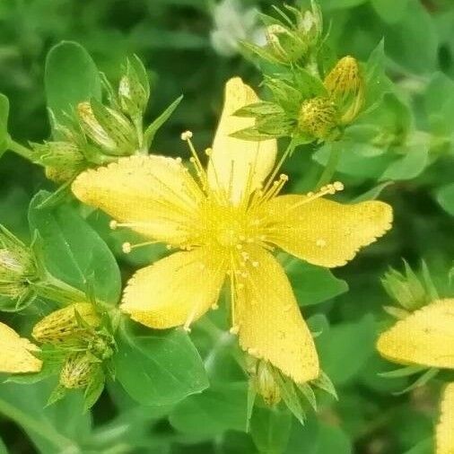 Hypericum perforatum ফুল