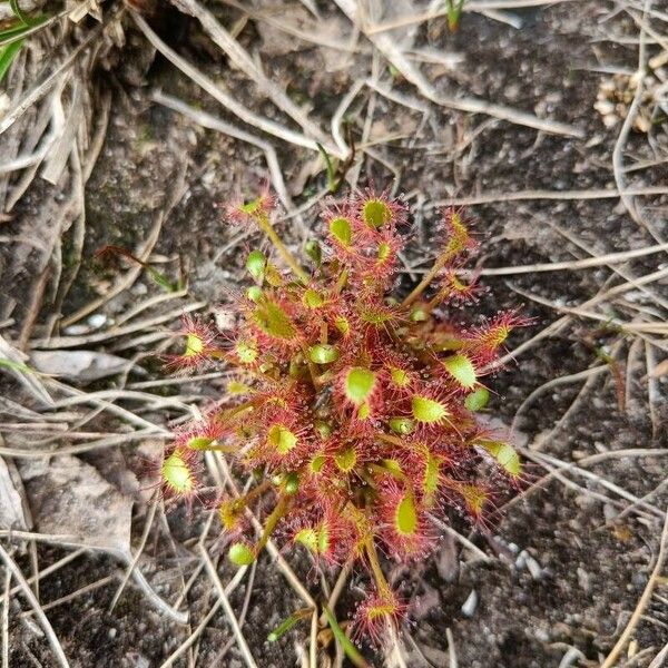 Drosera anglica Flower