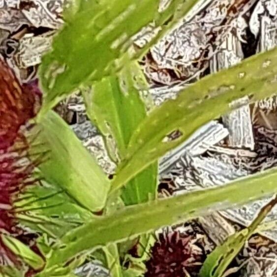 Setaria italica Deilen