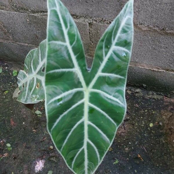 Alocasia longiloba Fuelha