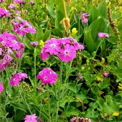 Lychnis flos-jovis Blomma