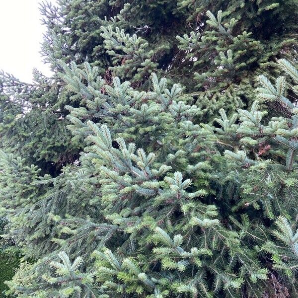 Abies nordmanniana 叶