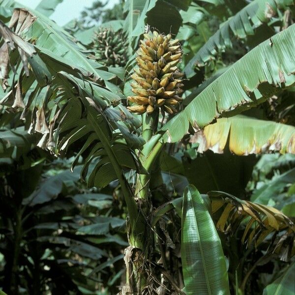 Musa troglodytarum Habit