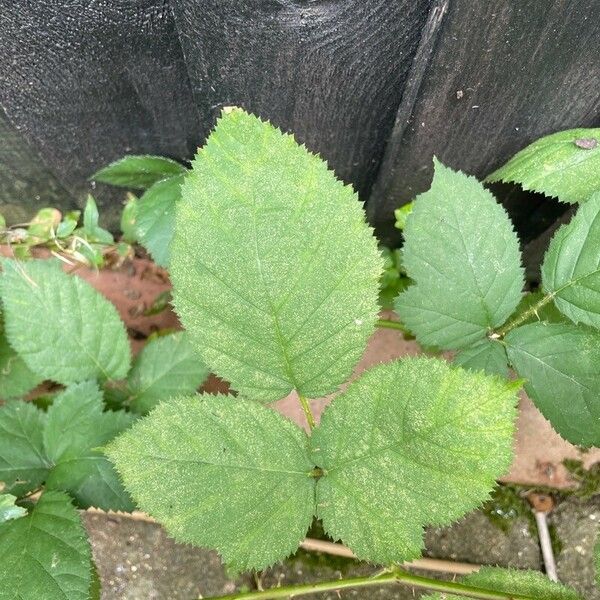 Rubus imbricatus Leaf