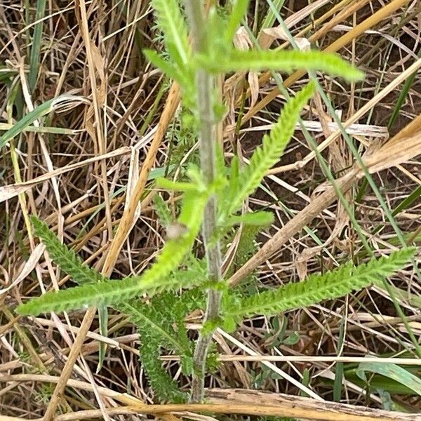 Achillea millefolium Lehti