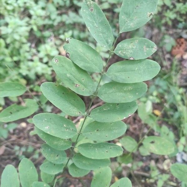 Robinia viscosa Ліст