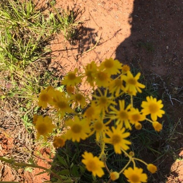 Senecio integerrimus Flower