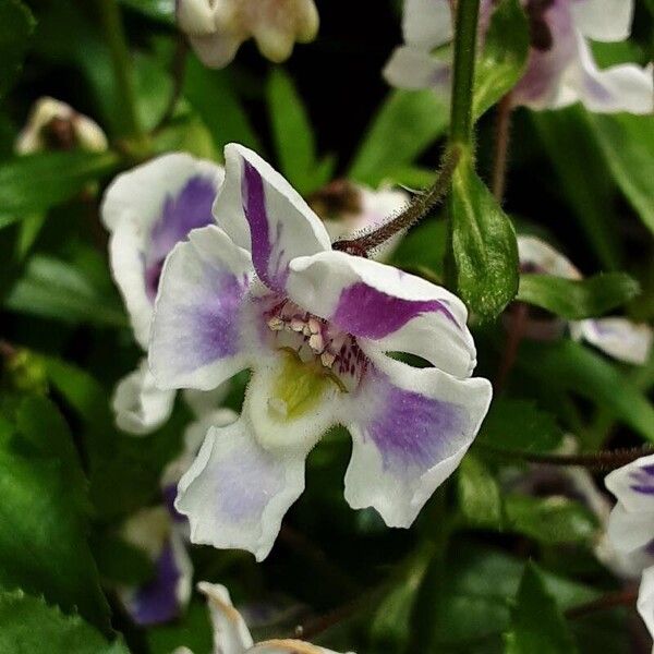 Angelonia angustifolia फूल