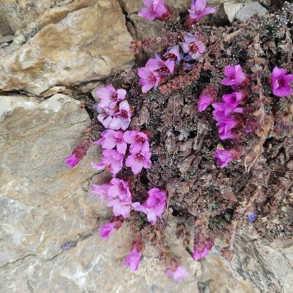 Saxifraga oppositifolia Flor