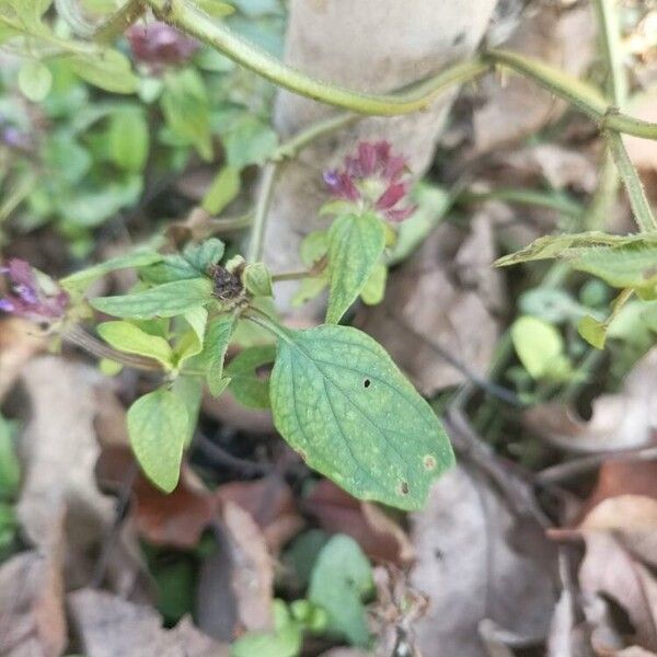 Prunella vulgaris Blad