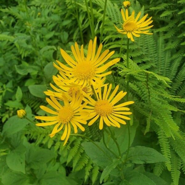 Doronicum austriacum Flower