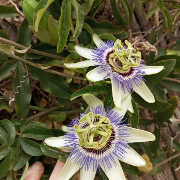 Passiflora caerulea Kvet