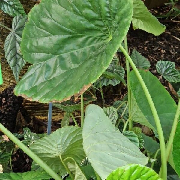 Begonia nelumbiifolia 葉