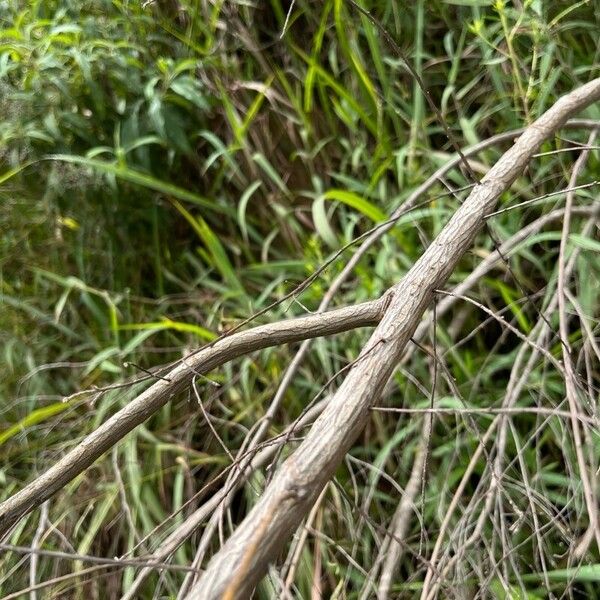 Baccharis dracunculifolia Corteccia