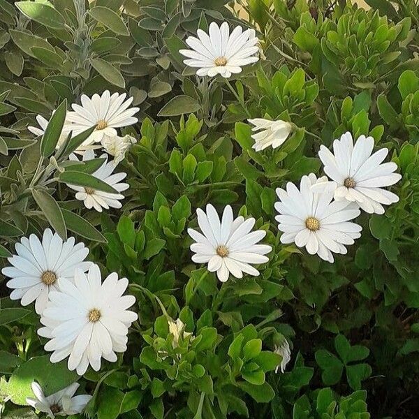 Osteospermum ecklonis Квітка