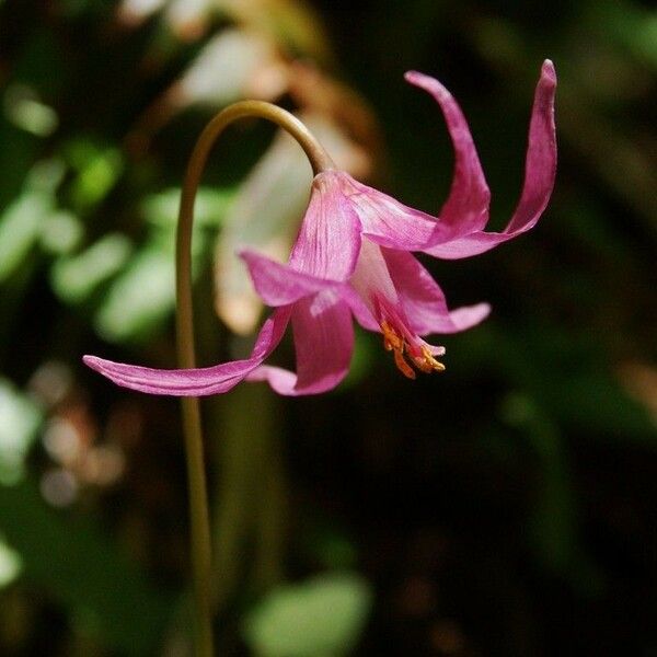 Erythronium revolutum Blodyn