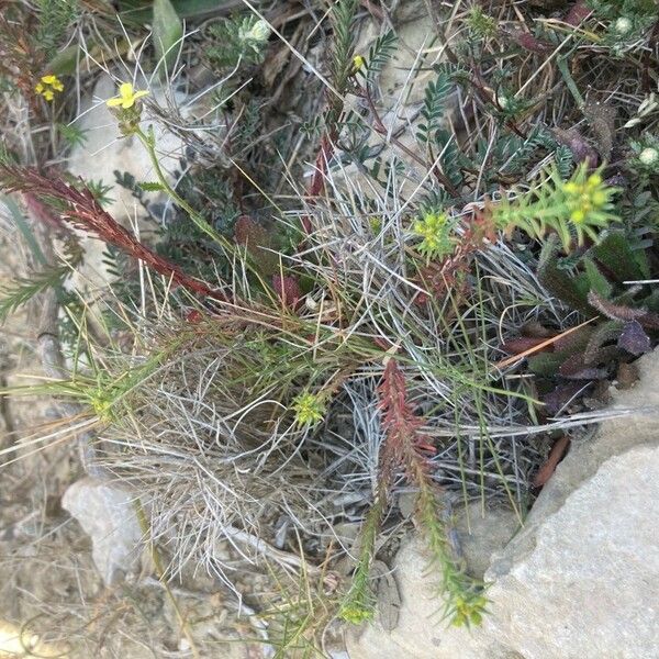 Euphorbia exigua Habit