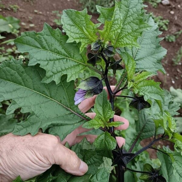 Nicandra physalodes List