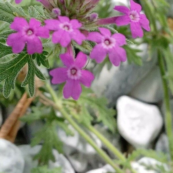 Glandularia canadensis Flor