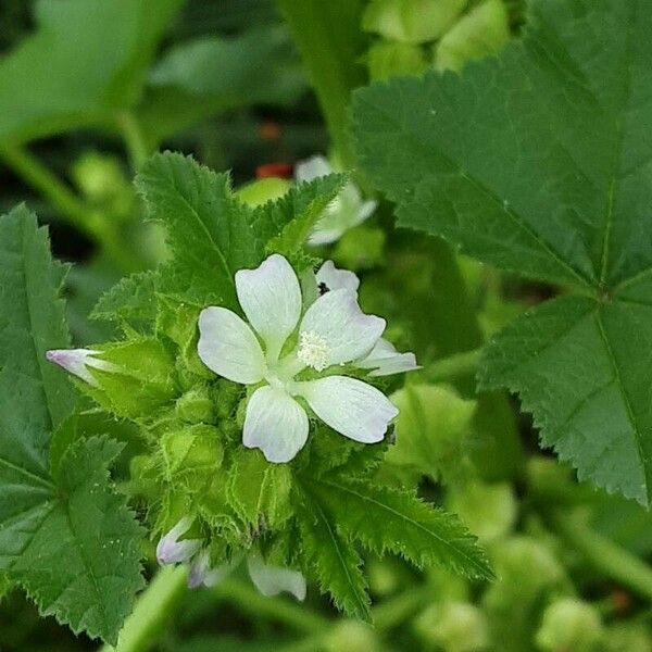 Malva parviflora 花