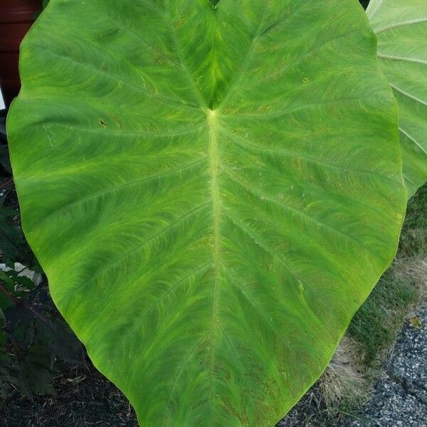 Colocasia esculenta Φύλλο