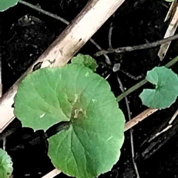 Centella asiatica 叶