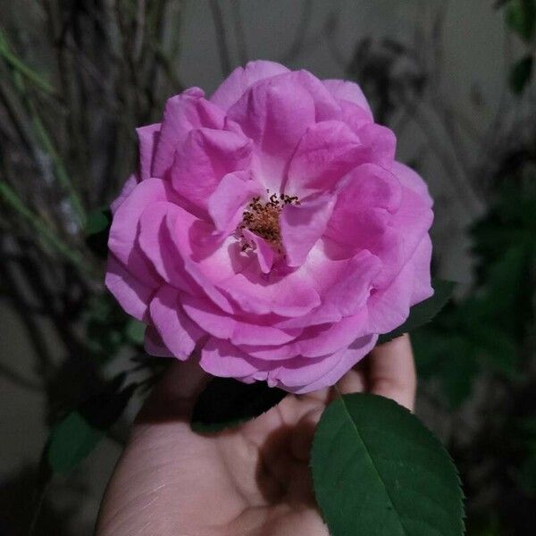 Rosa × damascena Flower