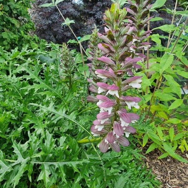 Acanthus mollis फूल