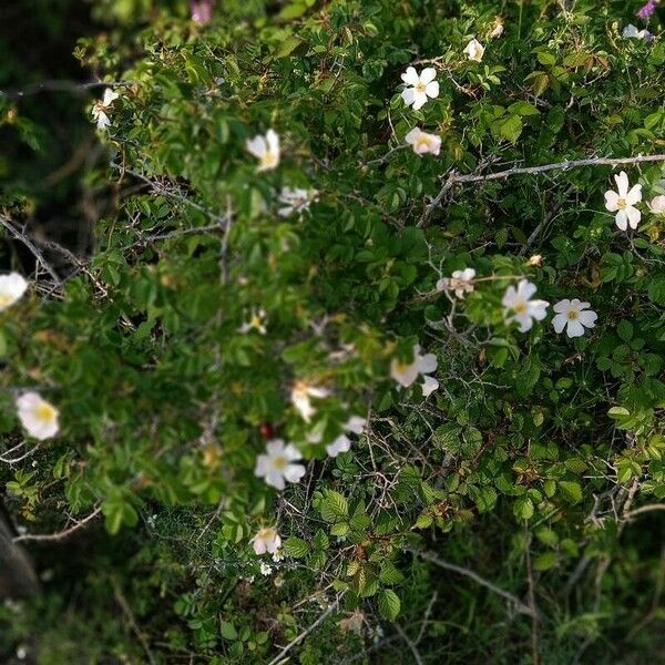 Rosa canina عادت داشتن