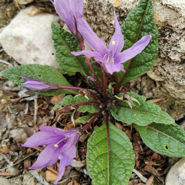 Mandragora autumnalis Кветка