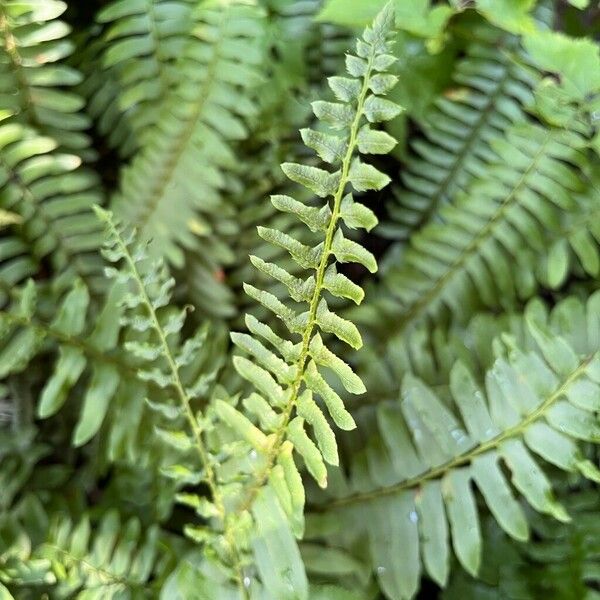 Polystichum acrostichoides Leaf