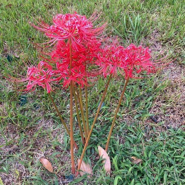 Lycoris radiata 花