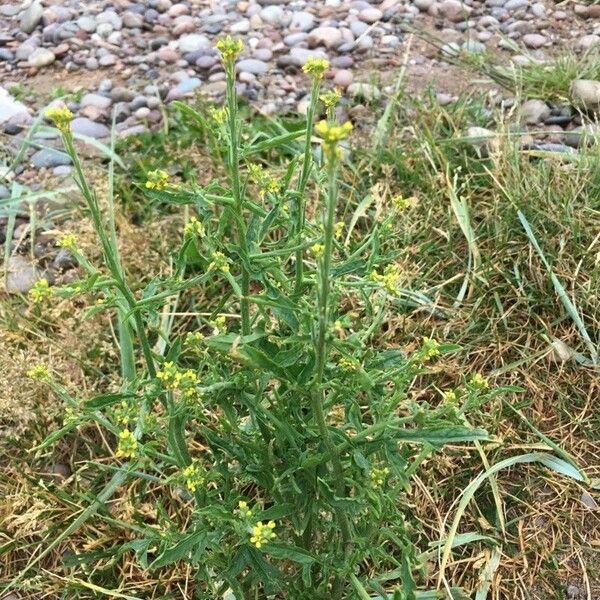 Sisymbrium officinale Flor